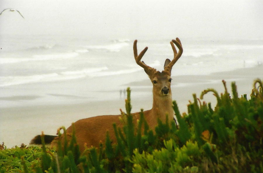 Deer Photograph - The Beach Buck by John McManus