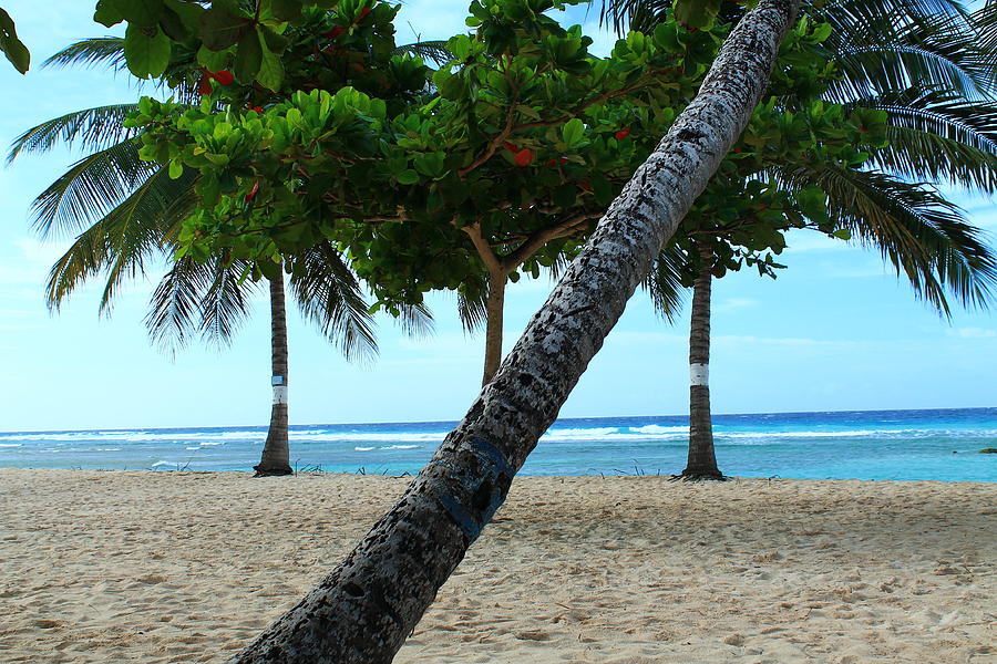 The beach trees Photograph by Catie Canetti