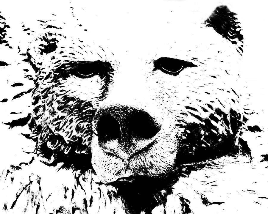 Black And White Photograph - The Bear by Norma Brock