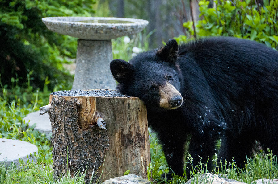 The Bear Cub with an itch Photograph by Matt Swinden