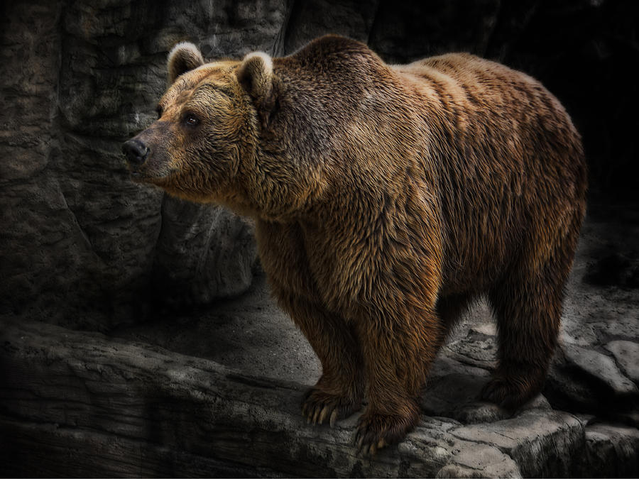 The Bear Photograph by Joachim G Pinkawa