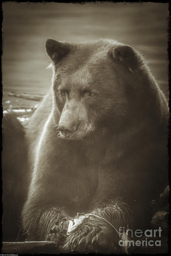 The Bear  Photograph by Mitch Shindelbower