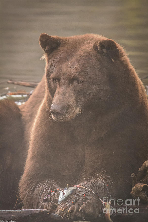 Fish Photograph - The Bear Necessities by Mitch Shindelbower