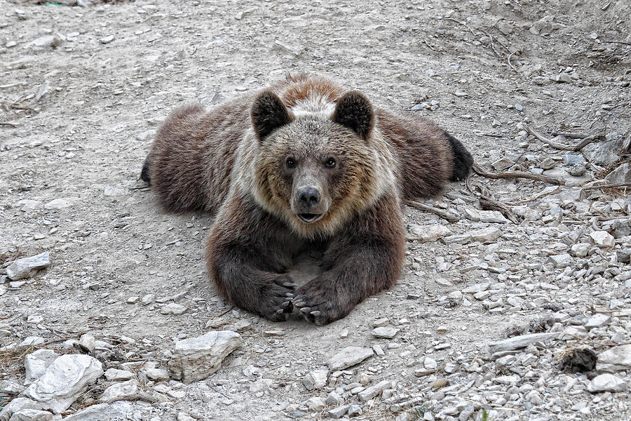 Bear Photograph - The bear resting by Goyo Ambrosio