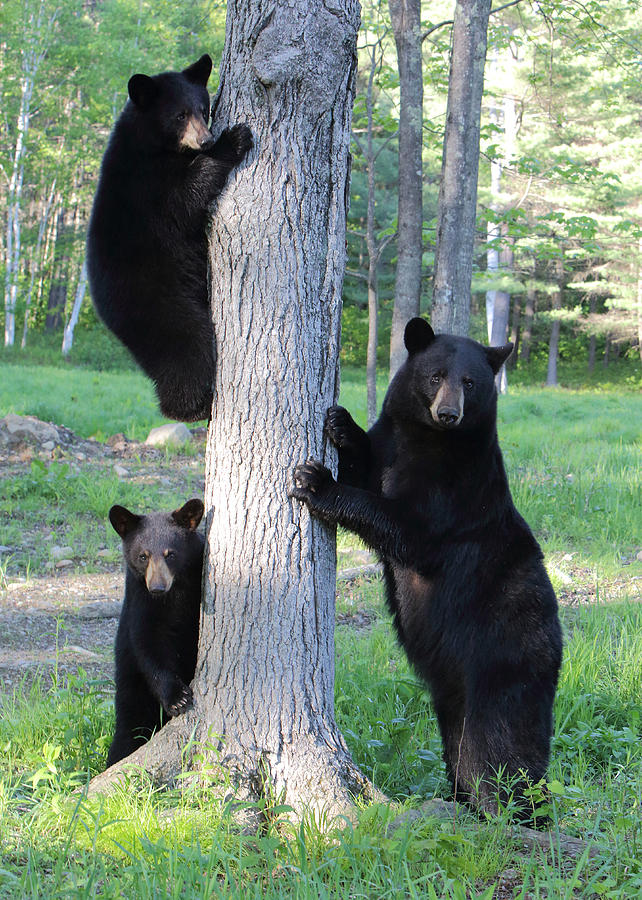 Bear Photograph - The Bear Tree by Duane Cross