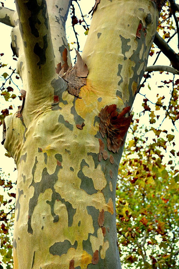 The Beatiful Sycamore Photograph by Kathy Barney