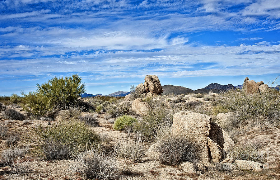 The Beautiful Bountiful Sonoran Photograph by Lee Craig