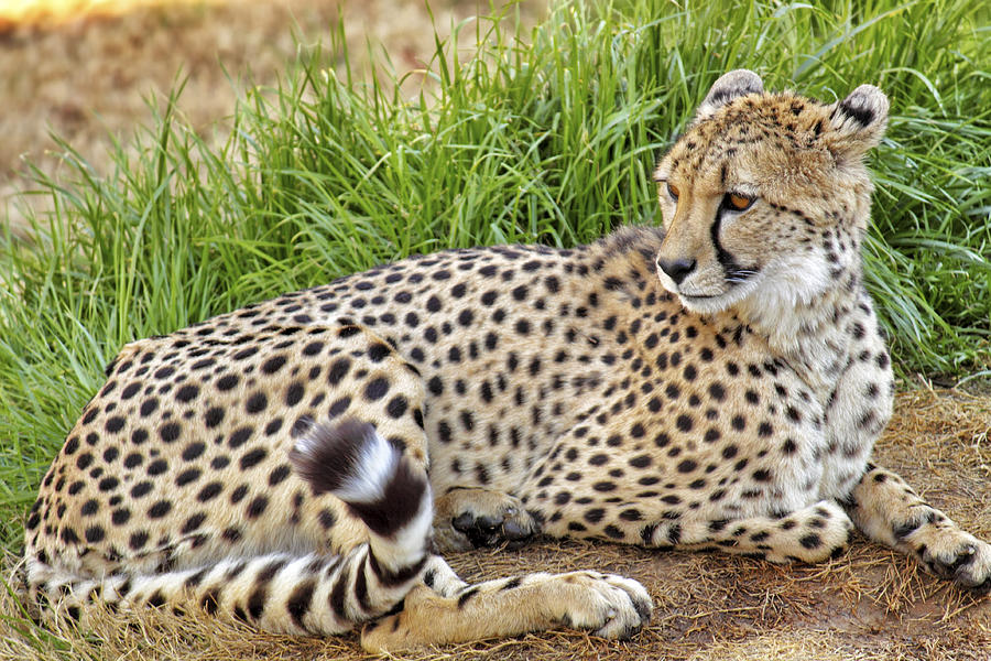 The Beautiful Cheetah Photograph by Jason Politte