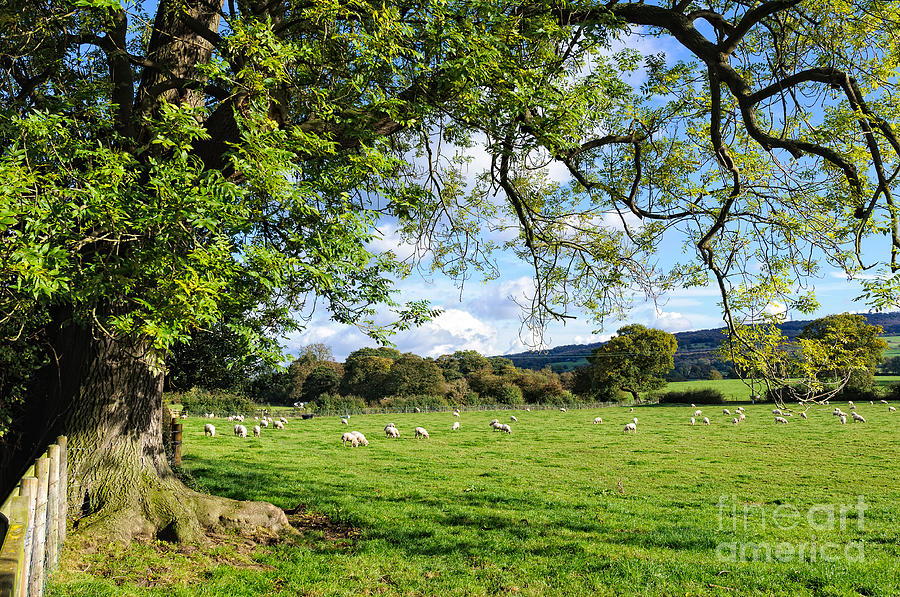 Cheshire Photograph - The Beautiful Cheshire Countryside - Large Oak Tree Frames A Field Of Lambs by David Hill Cheshire Photograph - The Beautiful Cheshire Countryside - Large Oak Tree Frames A Field Of Lambs by David Hill