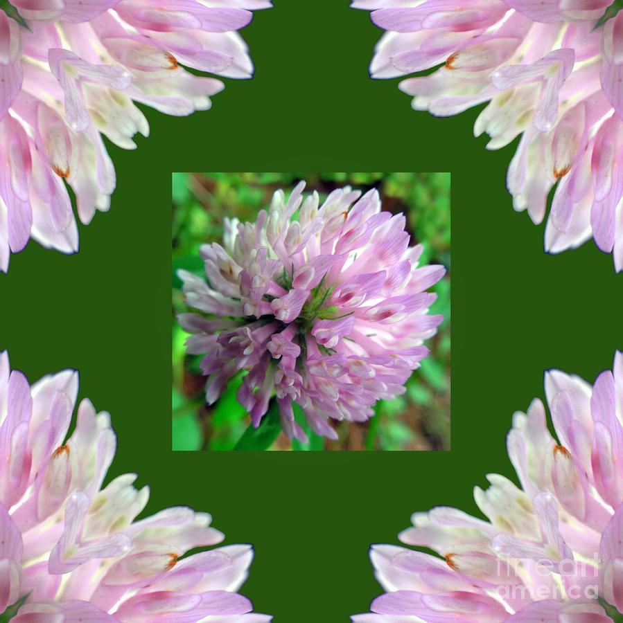 The Beautiful Clover Photograph by Renee Trenholm