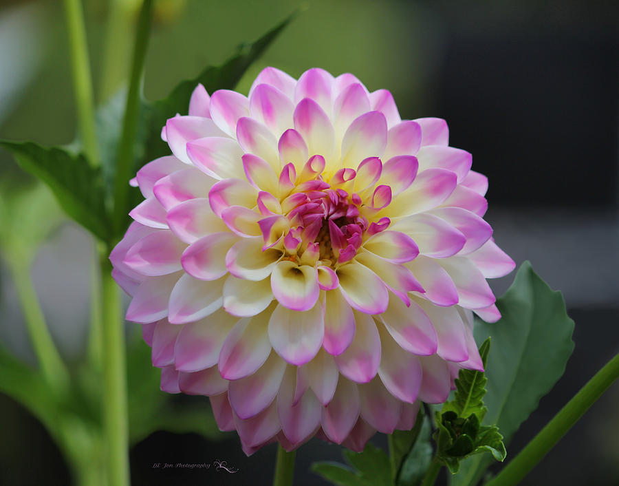 The Beautiful Dahlia Photograph by Jeanette C Landstrom