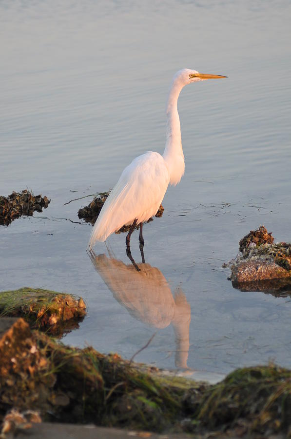 The Beautiful Egret Photograph by Bill Cannon