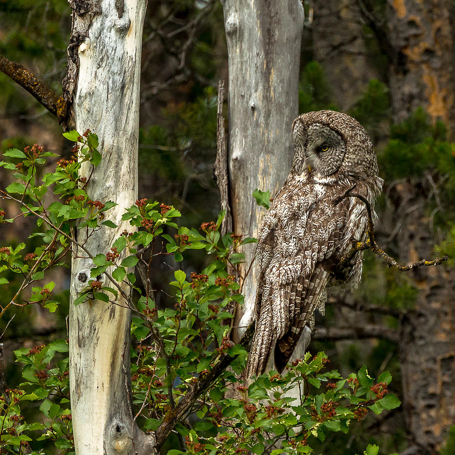 The Beautiful Great Grey Owl In Spring Photograph by Yeates Photography