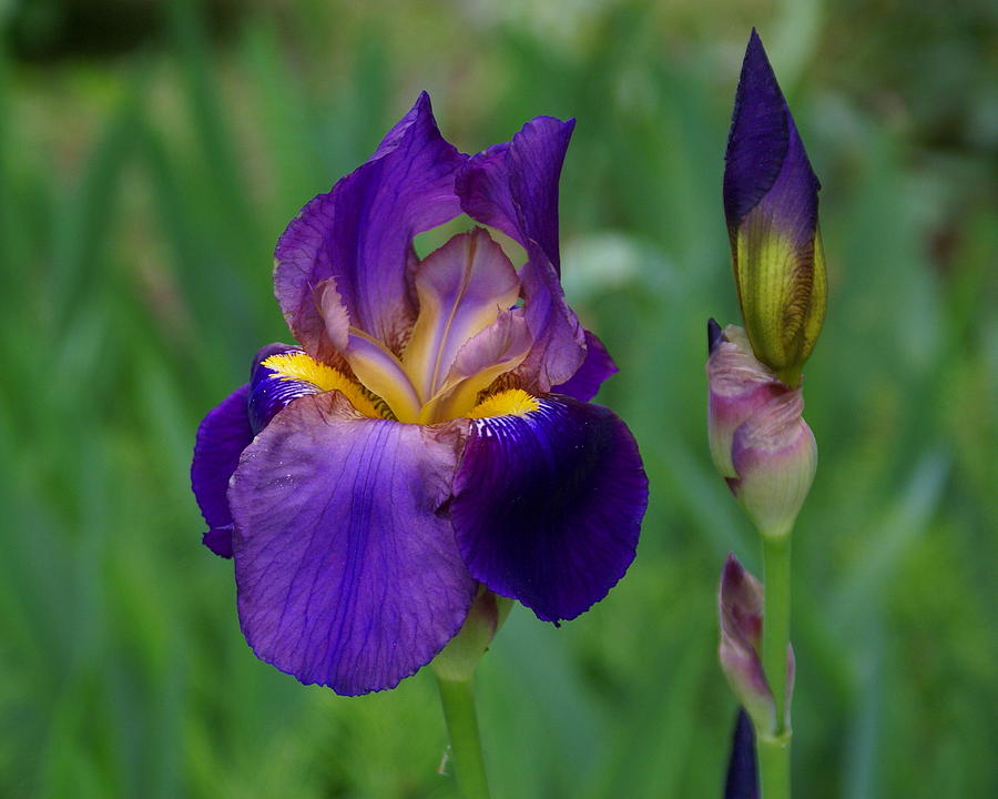 The Beautiful Iris Photograph by Ben Upham III