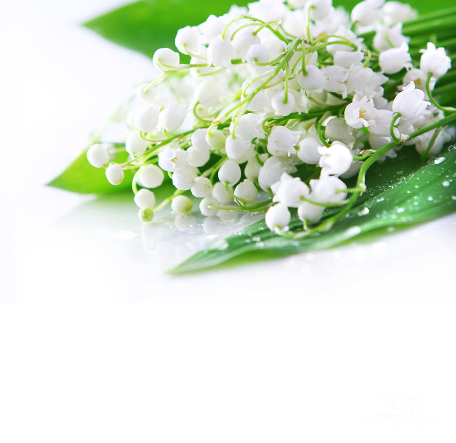 The Beautiful Lily of the Valley Photograph by Boon Mee