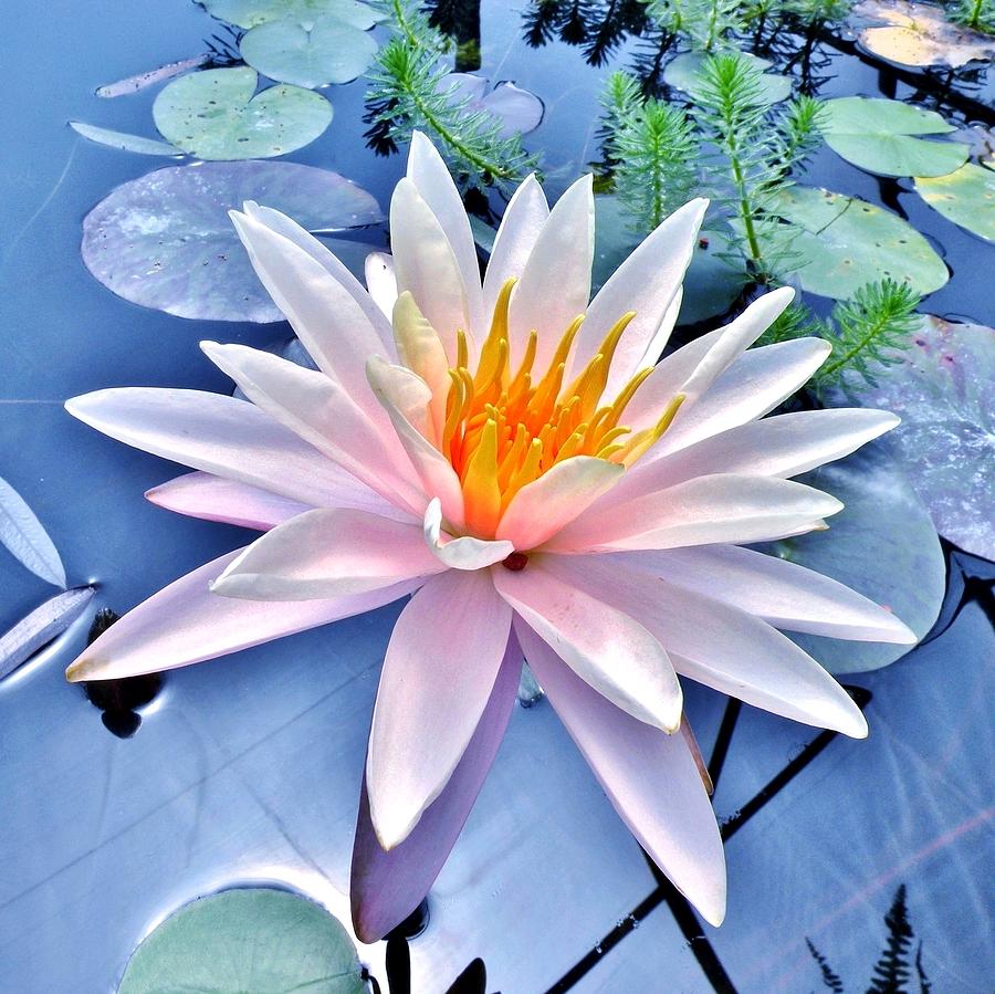 The Beautiful Lily Pond Photograph by Kim Bemis