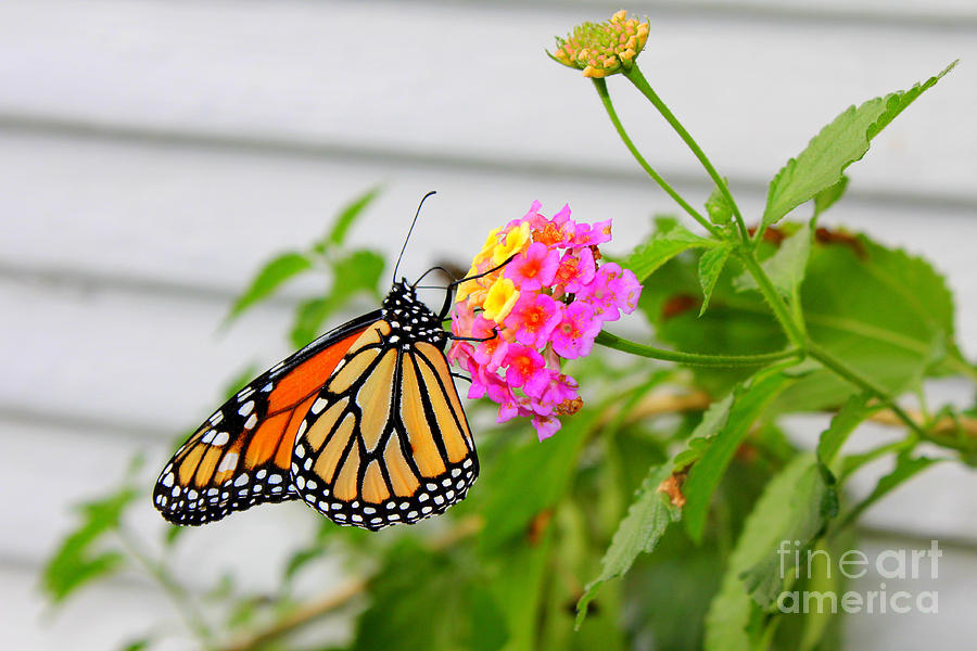 The Beautiful Monarch Butterfly Photograph by Kathy  White