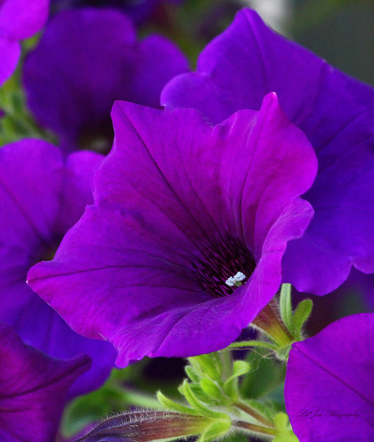 The Beautiful Petunia Photograph by Jeanette C Landstrom
