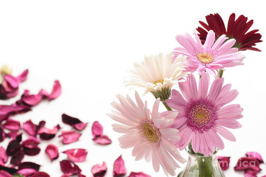 The Beautiful Pink Gerbera Photograph by Boon Mee