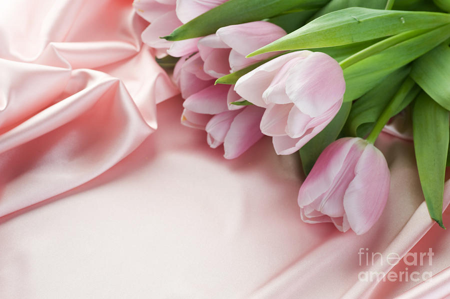 The Beautiful Pink Tulips Valentine Photograph by Boon Mee