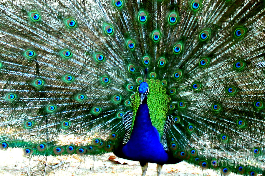 The Beautiful Plumage Photograph by Kathy  White