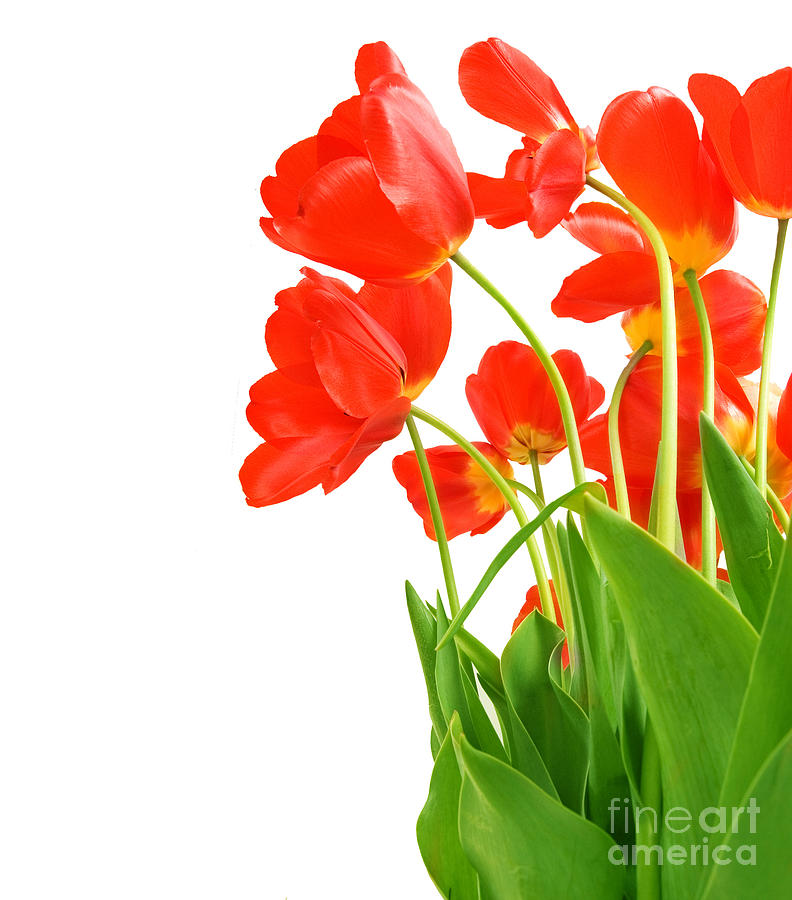The Beautiful Red Tulips Photograph by Boon Mee