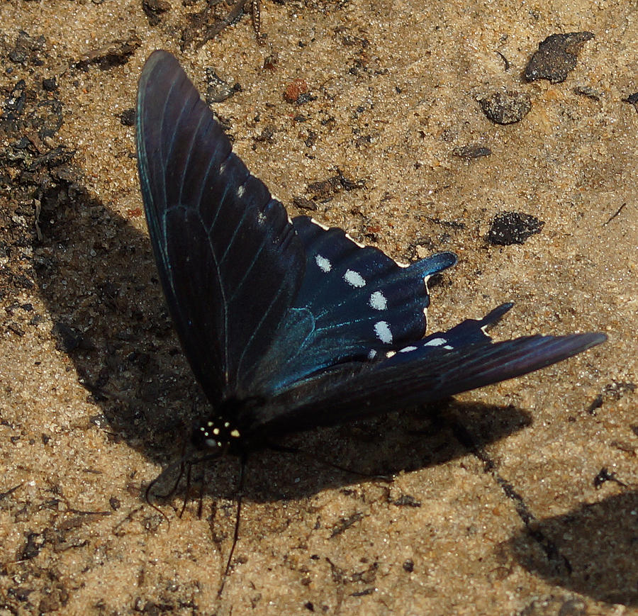 Papilio Troilus Photograph - The Beautiful Spicebush Swallowtail by Kim Pate