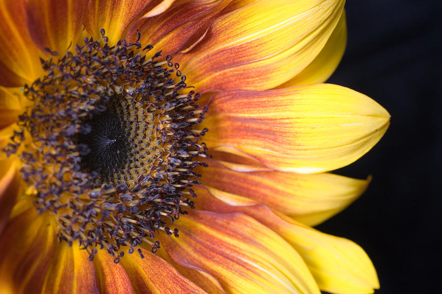 Sunflower Photograph - The beautiful sunflower by Scott Campbell