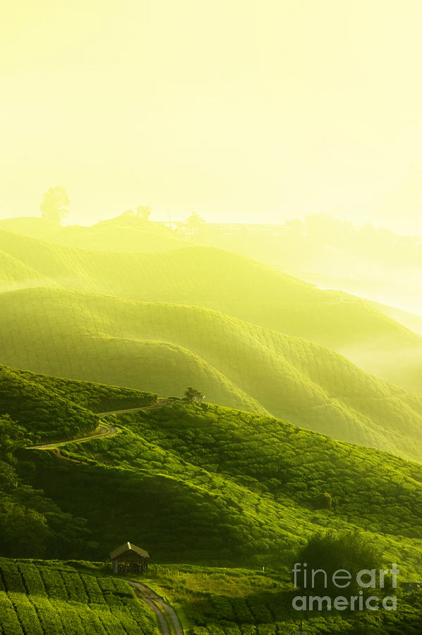 The Beautiful Tea Plantation Photograph by Boon Mee