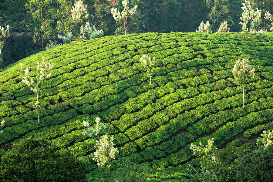 The Beautiful Tea Plantations Photograph by Dave Stamboulis Travel Photography