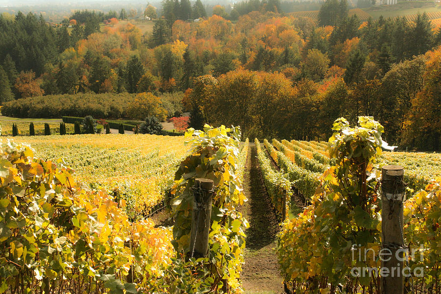 The Beautiful Willamette Valley Photograph by Margaret Hood