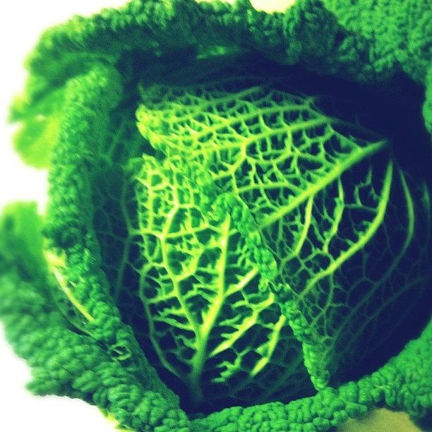 Cabbage Photograph - The #beauty And #perfectiin Of The by Daniela Leach