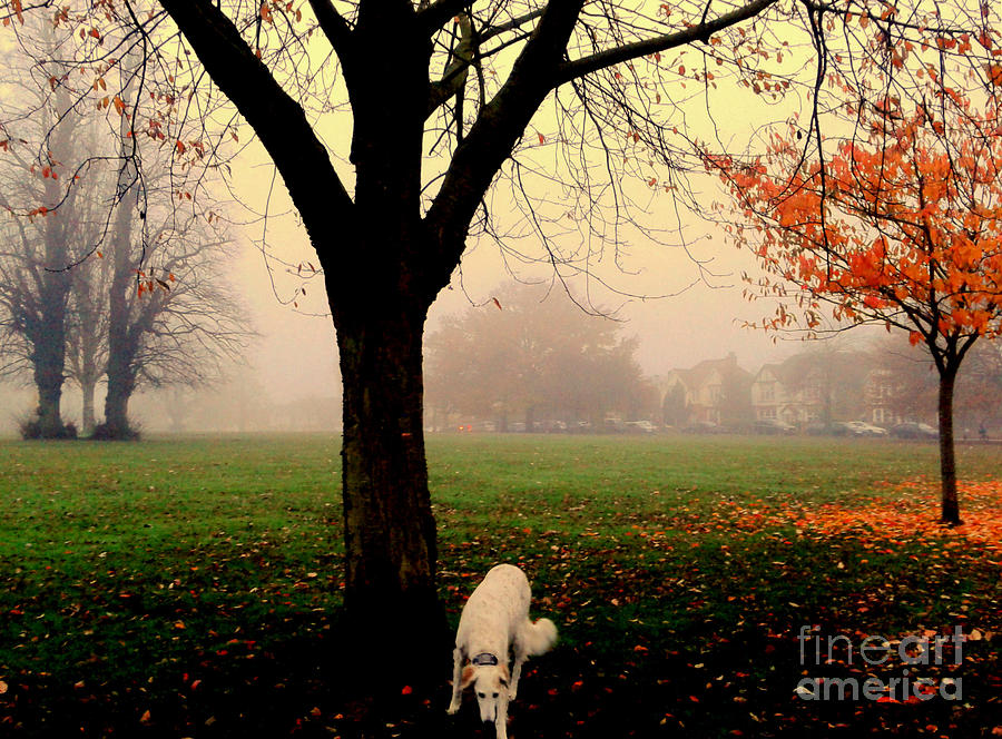 Tree Photograph - The Beauty in Misty by V Waddingham