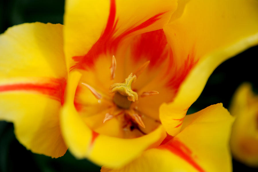 Tulip Photograph - The Beauty Inside by Jennifer Ancker