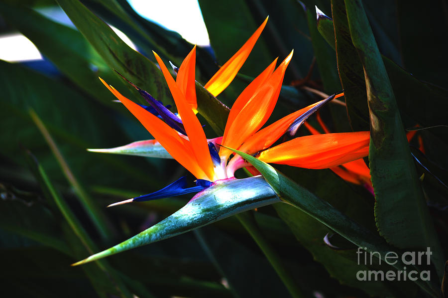 Nature Photograph - The Beauty of a Bird of Paradise by Susanne Van Hulst