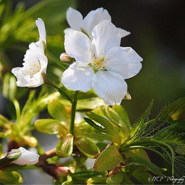 The Beauty Of A Cherry Blossom Photograph by Julianna Rivera-Perruccio