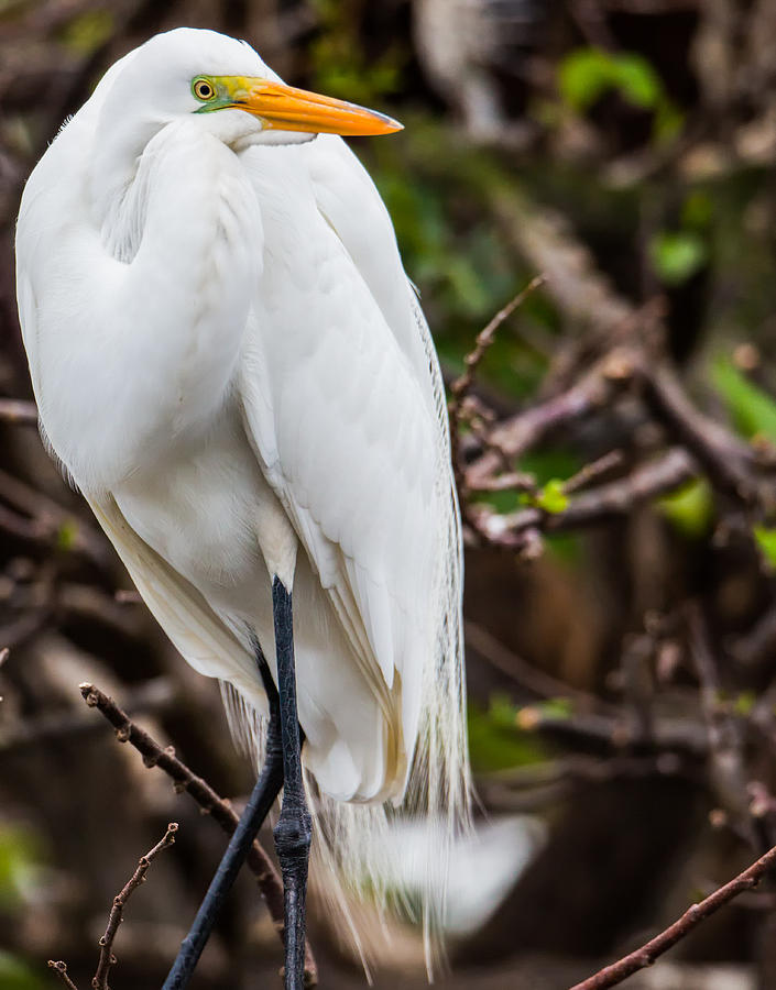 The Beauty of a Great Egret Photograph by Andres Leon