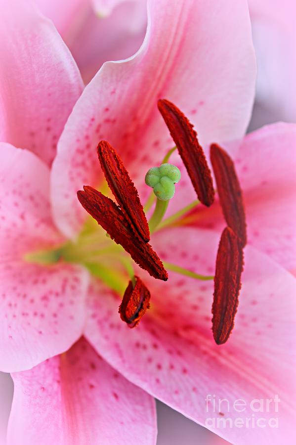 Lily Photograph - The Beauty of a Stargazer by Clare Bevan