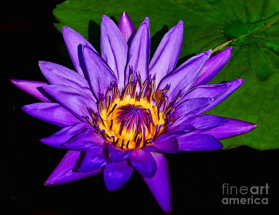 The Beauty of a Water Liliy Photograph by Nick Zelinsky Jr