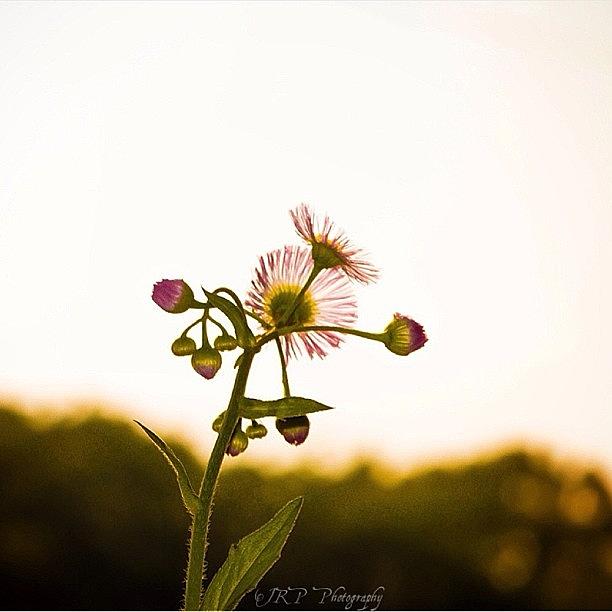 The Beauty Of A Weed Photograph by Julianna Rivera-Perruccio
