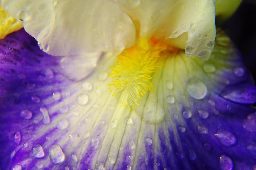 Flower Photograph - The beauty of a wet Iris by Jeff Swan