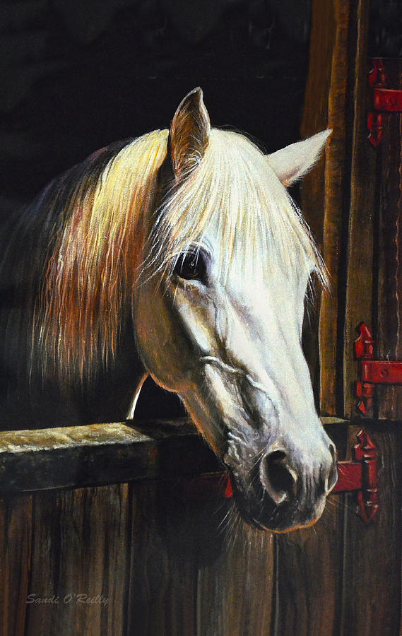 The Beauty Of A White Horse Photograph by Sandi OReilly