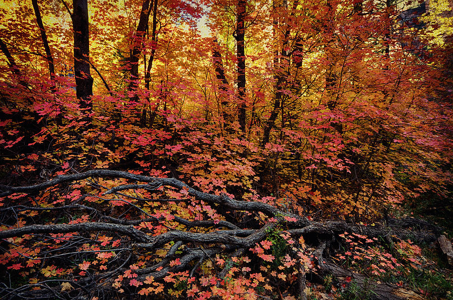 The Beauty of Autumn  Photograph by Saija Lehtonen