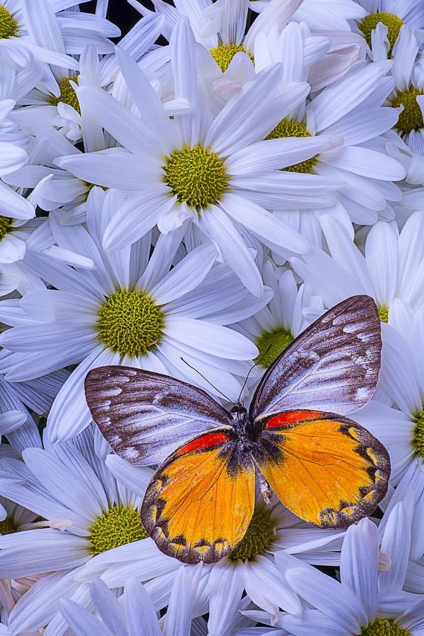 The Beauty Of Butterflies Photograph by Garry Gay - Fine Art America