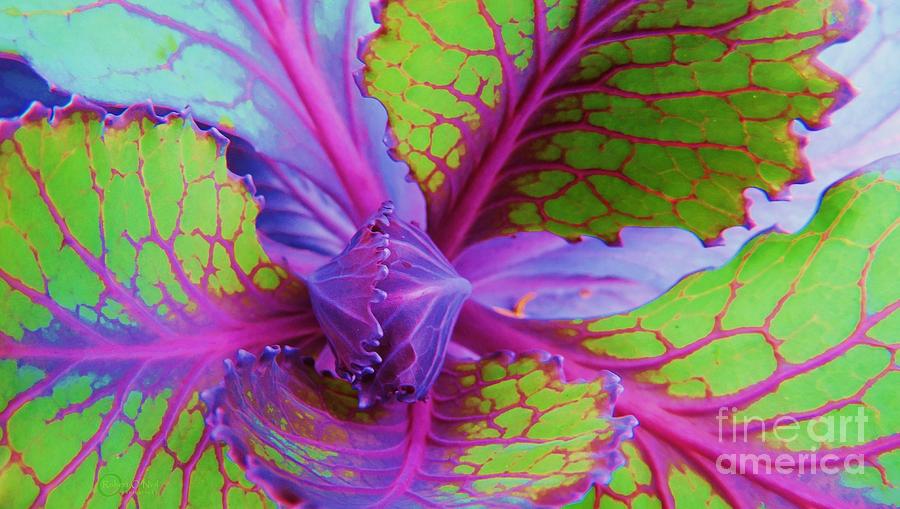 The Beauty Of Cabbage 001 Photograph by Robert ONeil