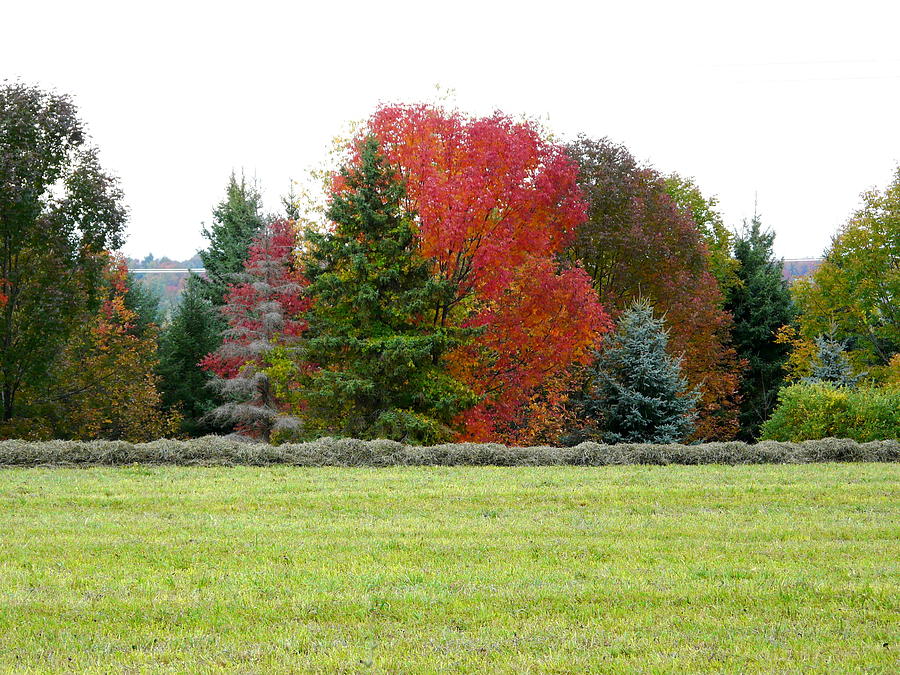 Tree Photograph - The Beauty of Fall by Elizabeth Holland