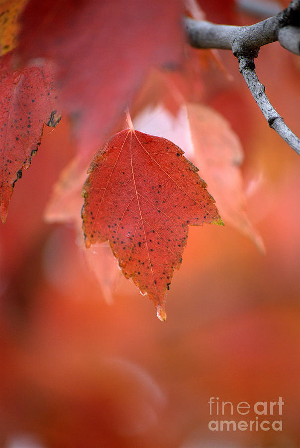 The Beauty of Fall Photograph by Sharon Elliott