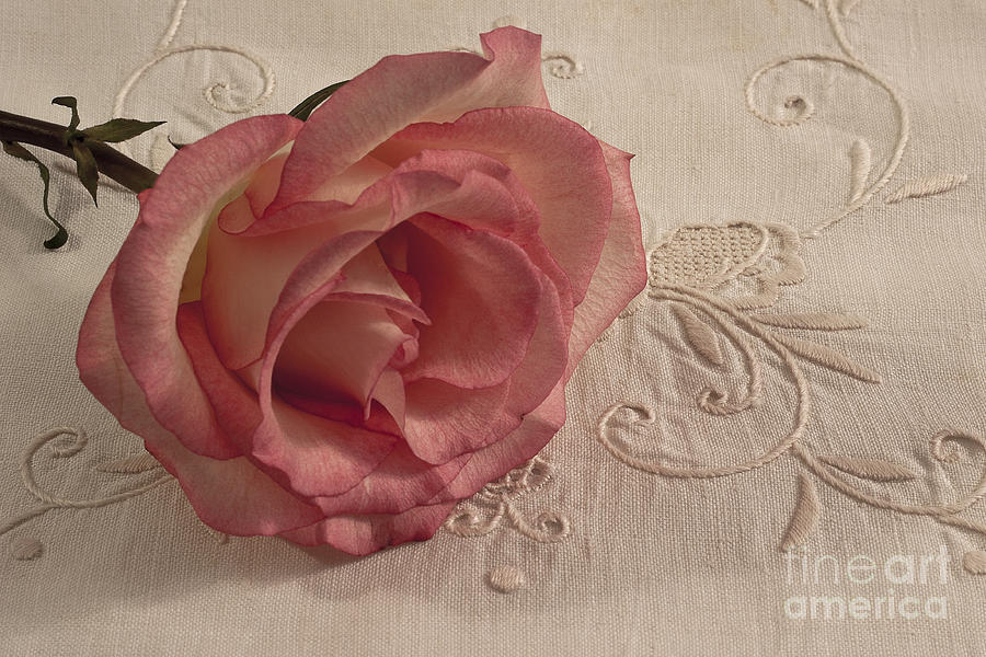 Rose Photograph - The Beauty Of Just One Rose by Sandra Foster