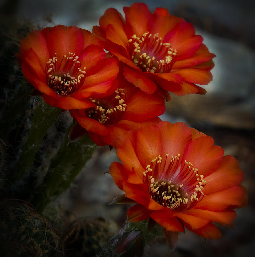 Nature Photograph - The Beauty of RED by Saija Lehtonen
