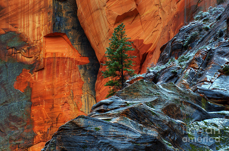 Zion National Park Photograph - The Beauty Of Sandstone Zion by Bob Christopher
